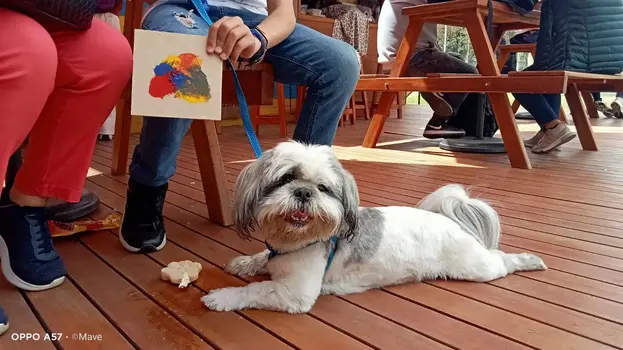 Imagen de mascota feliz