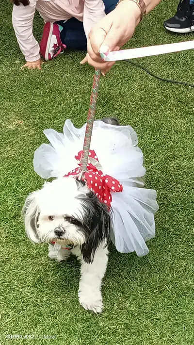 Imagen de mascota feliz